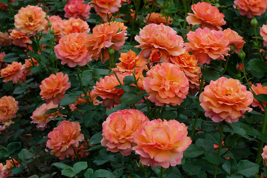 For You With Love Floribunda Rose (3.5 Litre)