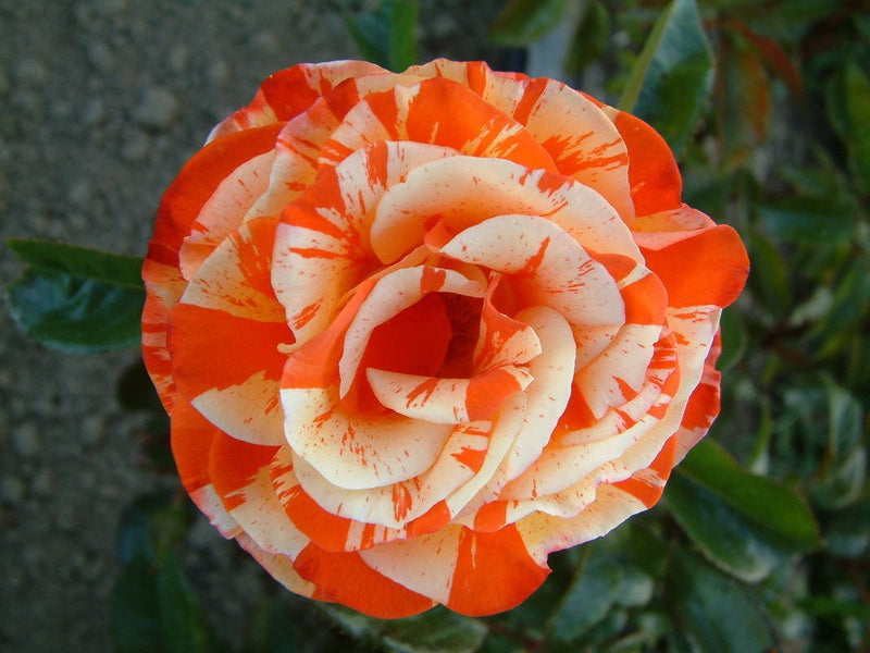 Oranges & Lemons Floribunda Rose (4.5 Litre)