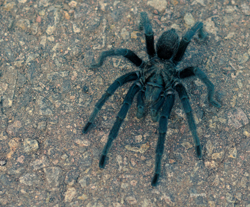 Black Uruguay Tarantula