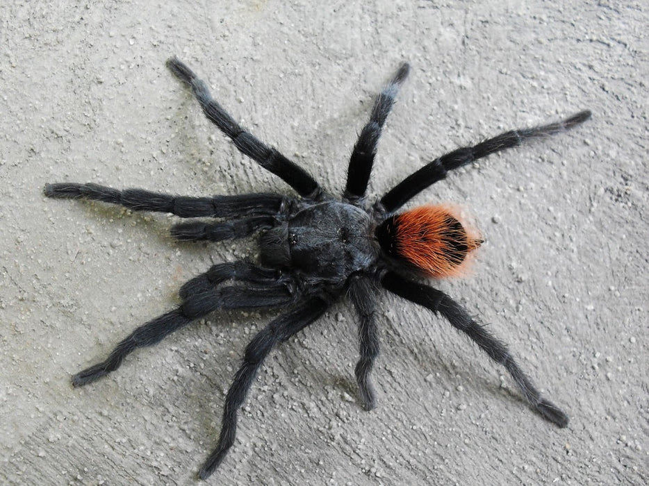 Yucatán Rust Rump Tarantula | Brachypelma epicureanum (Med)