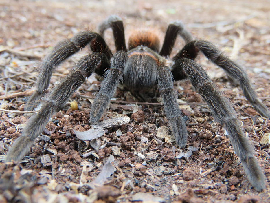Yucatán Rust Rump Tarantula | Brachypelma epicureanum (Med)