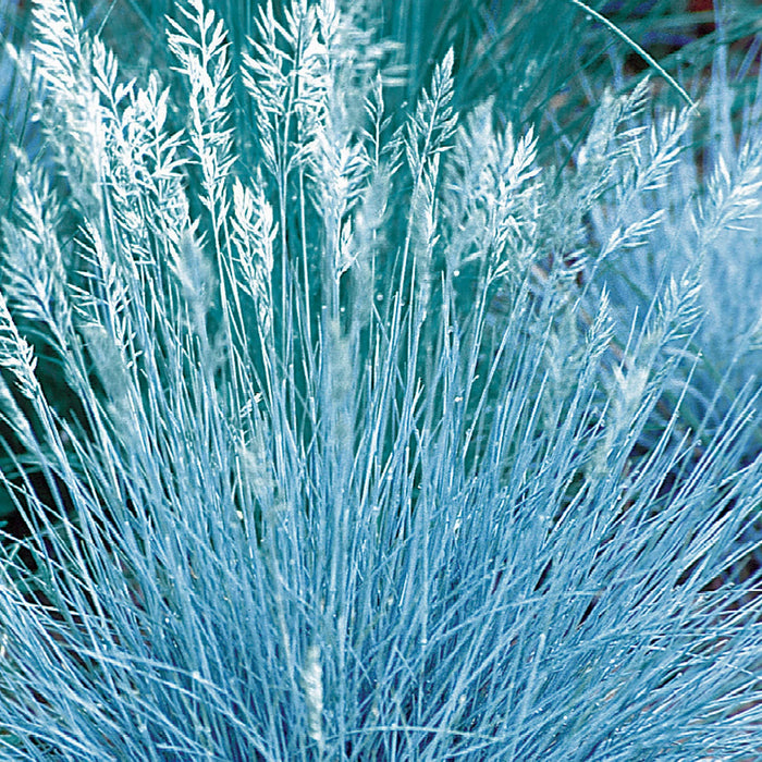 Ornamental Grass Festuca Blue Select Seeds