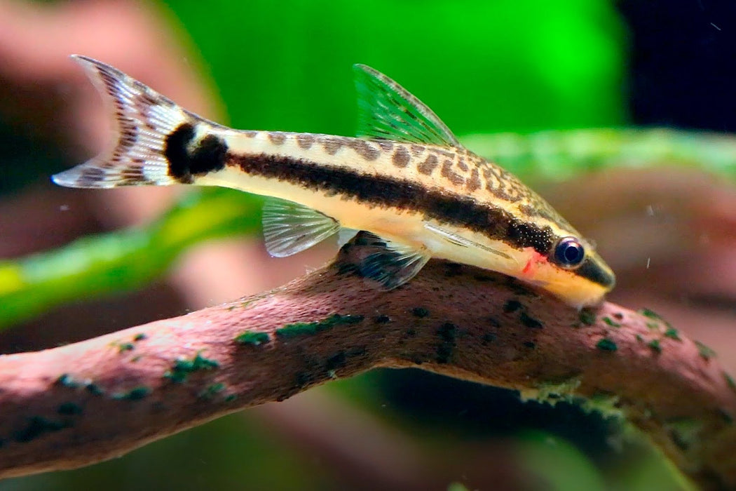 Dwarf Suckermouth Catfish | Otocinclus affinis (L)