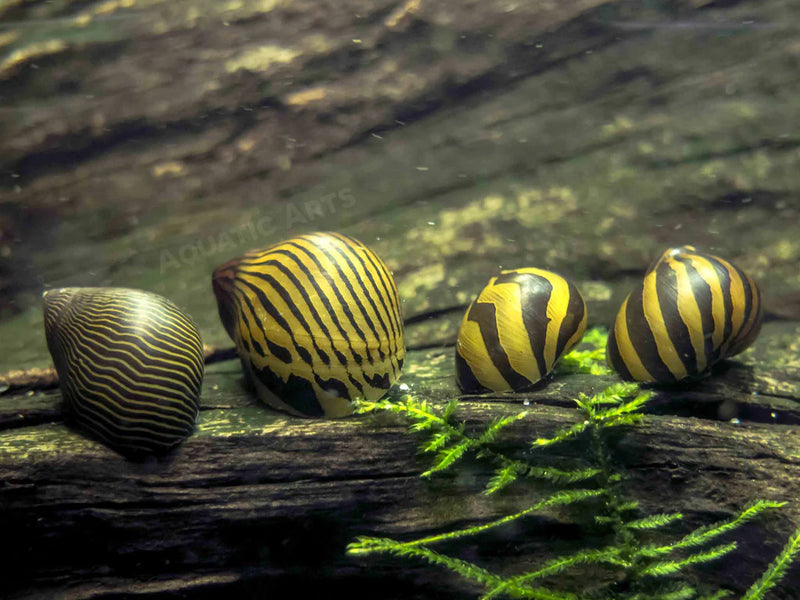 Zebra Nerite Snail (Neritina natalensis)