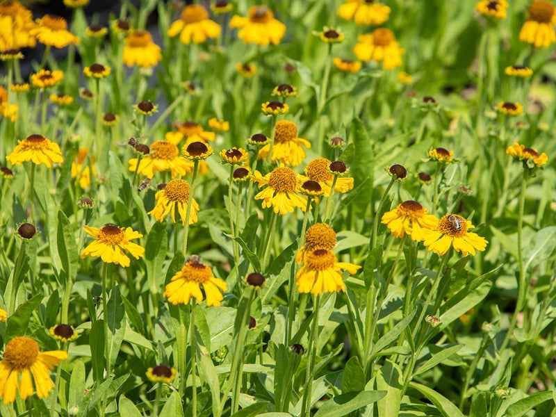 Helenium 'The Bishop' | Sneezeweed 2 Litre