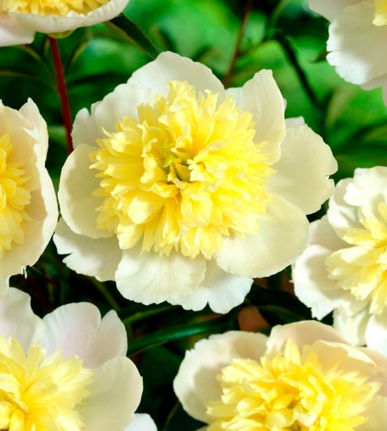Paeonia Lactiflora 'Primevere' (Peony)