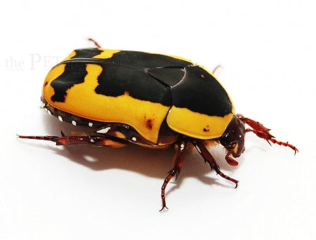 Pachnoda Beetle | Pachnoda flaviventris