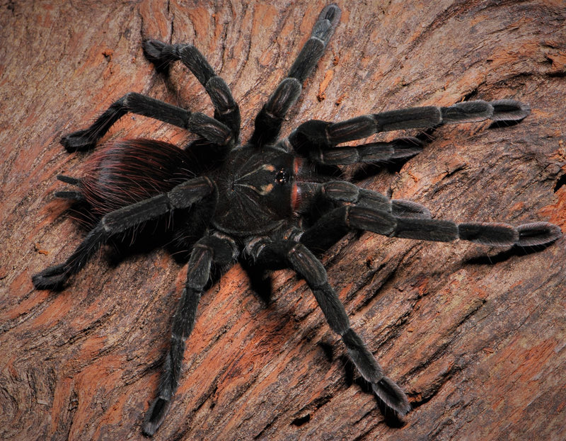 Casada Birdeater | Pamphobeteus sp. Cascada (Mature Male)