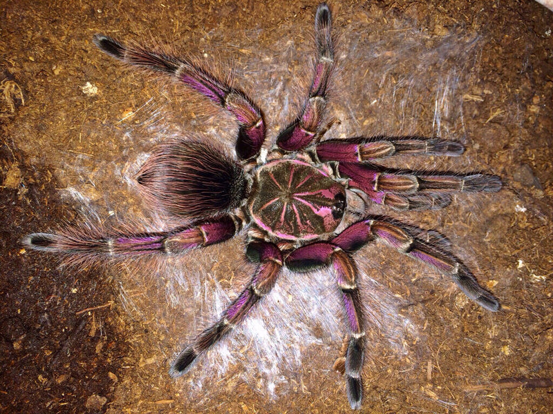 Pink Bloom Tarantula | Pamphobeteus sp. platyomma (Med)