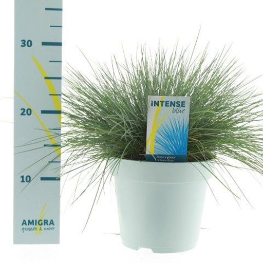 Blue Fescue | Festuca glauca 'Intense Blue' (2 Litre) — supplier photograph