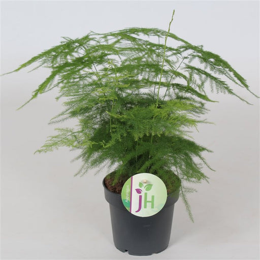 Asparagus Fern | Asparagus setaceus (12 cm Pot) — supplier photograph