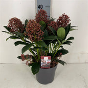 Japanese Skimmia | Skimmia japonica 'Rubella' (1.5 Litre) — supplier photograph