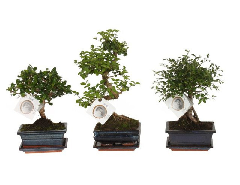 Bonsai Mix | Assorted Species (15 cm Ceramic Pot) — supplier photograph