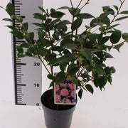 Camellia | Camellia 'Spring Festival' (1.5 Litre) — supplier photograph