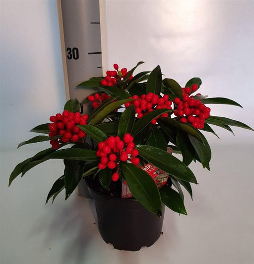 Reeves Skimmia | Skimmia reevesiana (1.5 Litre, With Berries) — supplier photograph