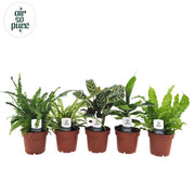 Air So Pure Houseplant Mix | Assorted Species (12 cm Pot) — supplier photograph