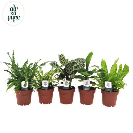 Air So Pure Houseplant Mix | Assorted Species (12 cm Pot) — supplier photograph