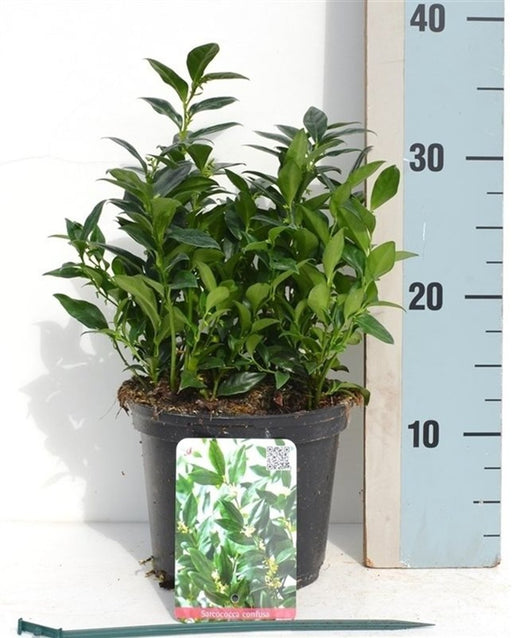 Fragrant Sweet Box | Sarcococca confusa (2 Litre) — supplier photograph