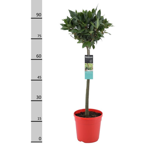 Bay Laurel Standard | Laurus nobilis (90 cm, 20 cm Red Pot) — supplier photograph