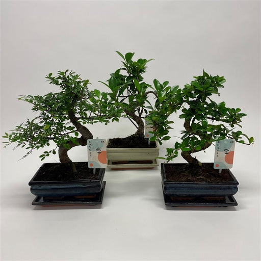 Bonsai Mix | Assorted Species (20 cm Ceramic Pot) — supplier photograph