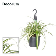 Spider Plant | Chlorophytum comosum 'Variegatum' (18 cm Hanging Pot) — supplier photograph