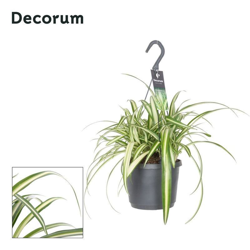Spider Plant | Chlorophytum comosum 'Variegatum' (18 cm Hanging Pot) — supplier photograph