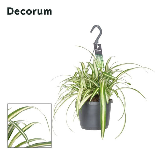 Spider Plant | Chlorophytum comosum 'Variegatum' (18 cm Hanging Pot) — supplier photograph