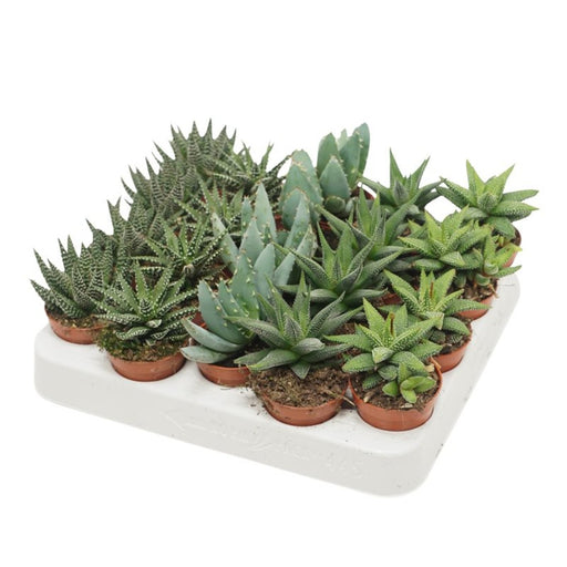 Mini Succulent Mix | Aloe & Haworthia (5.5 cm Pot) — supplier photograph