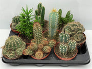 Cactus Mix | Cactaceae (10.5 cm Pot) — supplier photograph
