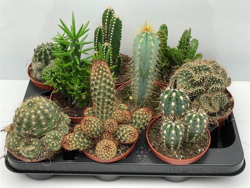 Cactus Mix | Cactaceae (10.5 cm Pot) — supplier photograph