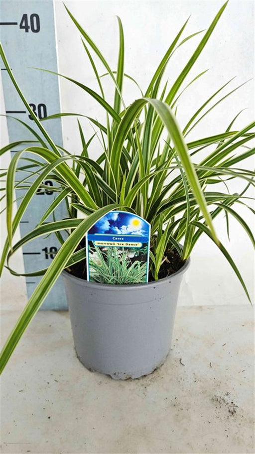 Japanese Sedge | Carex morrowii 'Ice Dance' (2 Litre) — supplier photograph