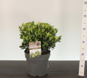 Japanese Spindle | Euonymus japonicus 'Pierrolino' (5 Litre) — supplier photograph