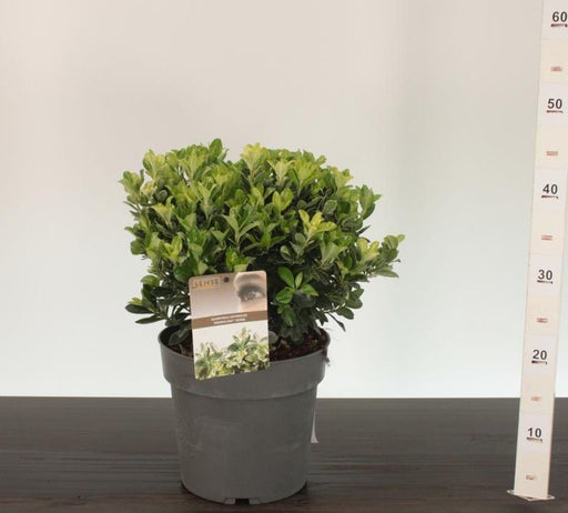 Japanese Spindle | Euonymus japonicus 'Pierrolino' (5 Litre) — supplier photograph