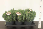 Bog Rosemary | Andromeda polifolia 'Blue Ice' — supplier photograph