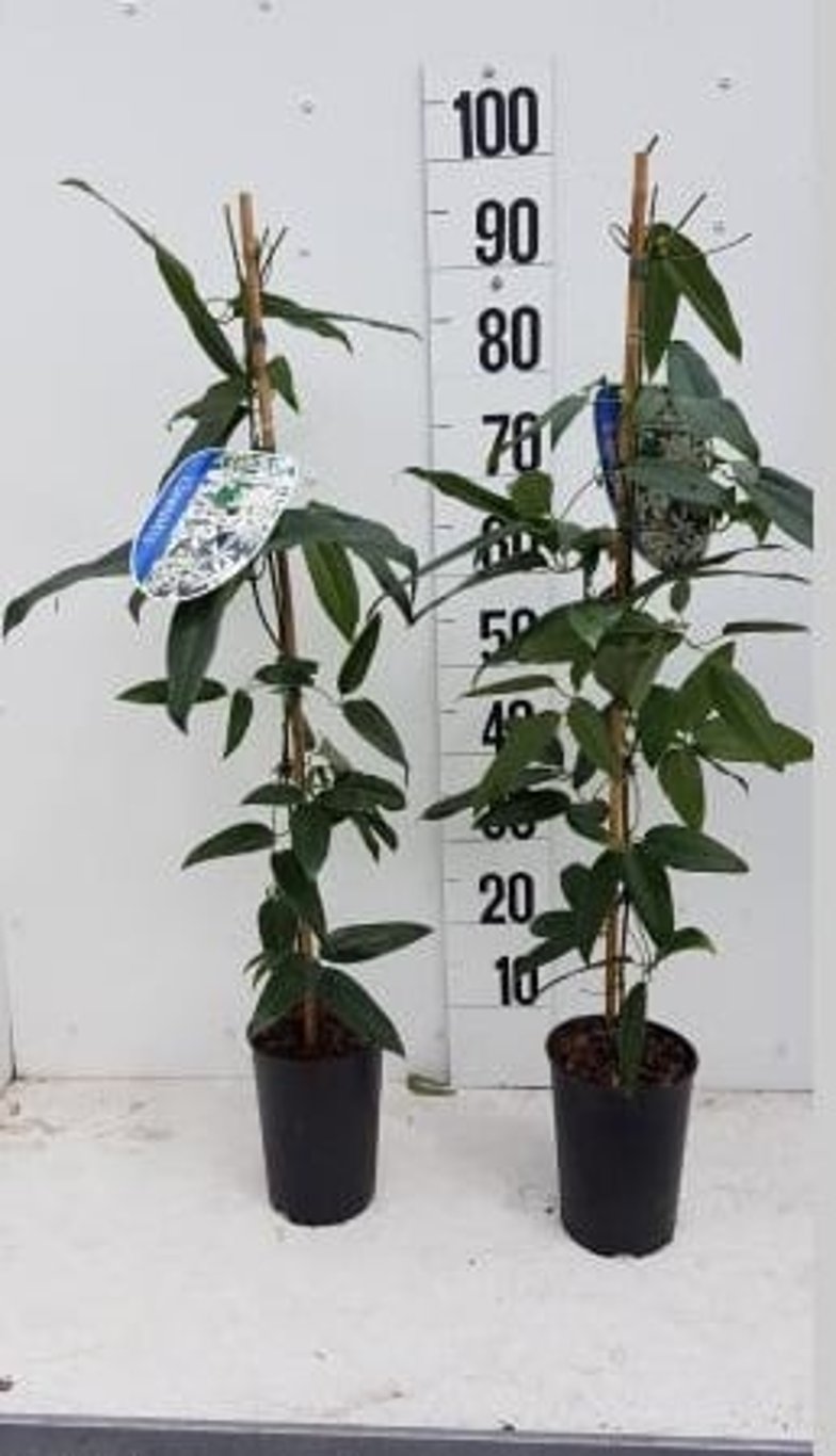 Evergreen Clematis | Clematis armandii 'Snowdrift' (2 Litre) — supplier photograph