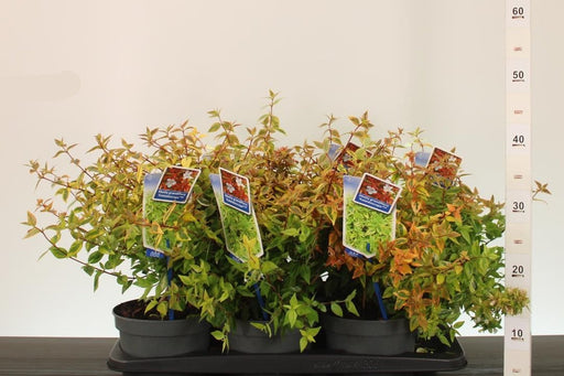 Glossy Abelia | Abelia × grandiflora 'Kaleidoscope' (2 Litre) — supplier photograph