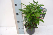 Fragrant Sweet Box | Sarcococca hookeriana 'Winter Gem' (2 Litre) — supplier photograph