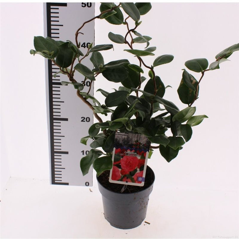 Camellia | Camellia japonica 'Curly Lady' (1.5 Litre) — supplier photograph