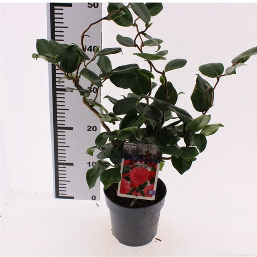 Camellia | Camellia japonica 'Curly Lady' (1.5 Litre) — supplier photograph
