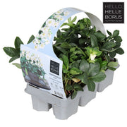 Christmas Rose | Helleborus niger 'Christmas Carol' (Pack of 6) — supplier photograph