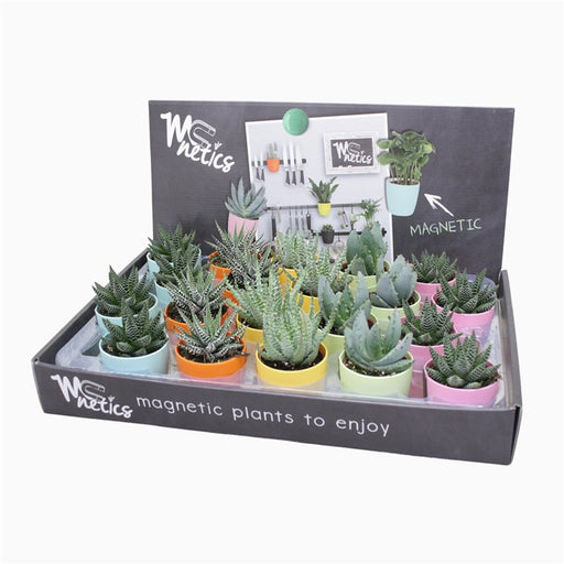 Aloe Mix | Aloe (7 cm Magnetic Pot) — supplier photograph