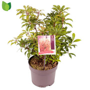 Lily-of-the-Valley Shrub | Pieris japonica 'Mountain Fire' (2 Litre) — supplier photograph