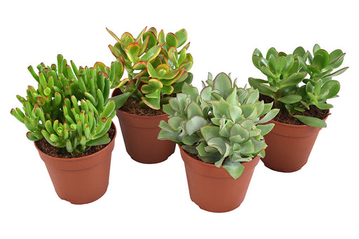 Crassula Mix | Crassula (12 cm Pot) — supplier photograph
