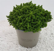 Shrubby Veronica | Hebe 'Emerald Green' (13 cm Pot) — supplier photograph