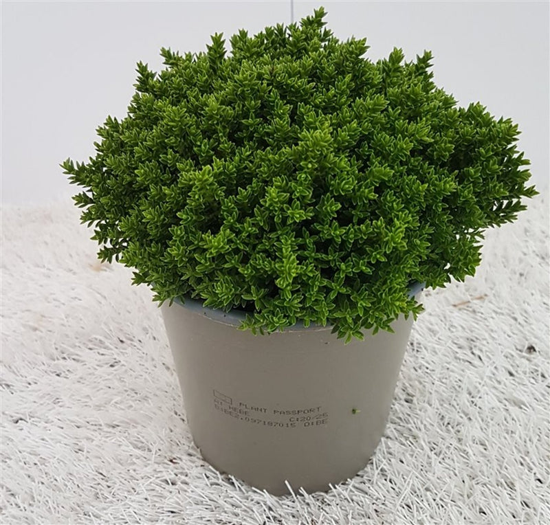 Shrubby Veronica | Hebe 'Emerald Green' (13 cm Pot) — supplier photograph