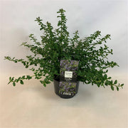 Creeping Californian Lilac | Ceanothus thyrsiflorus var. repens (2 Litre) — supplier photograph
