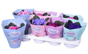 African Violet Mix | Streptocarpus ionanthus Hybrids (12 cm Pot) — supplier photograph