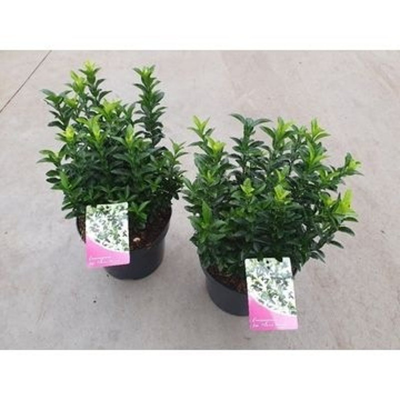 Japanese Spindle | Euonymus japonicus 'Paloma Blanca' (2 Litre) — supplier photograph