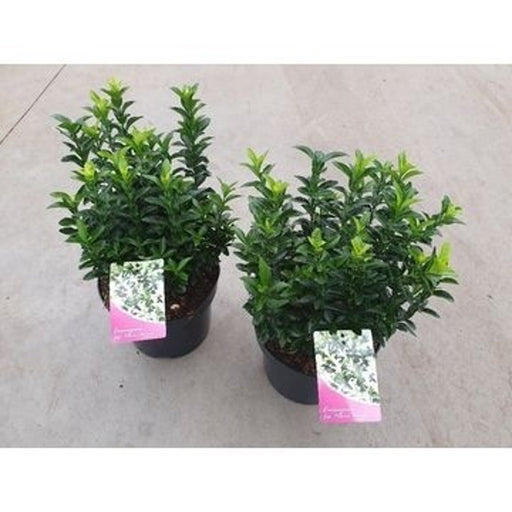 Japanese Spindle | Euonymus japonicus 'Paloma Blanca' (2 Litre) — supplier photograph