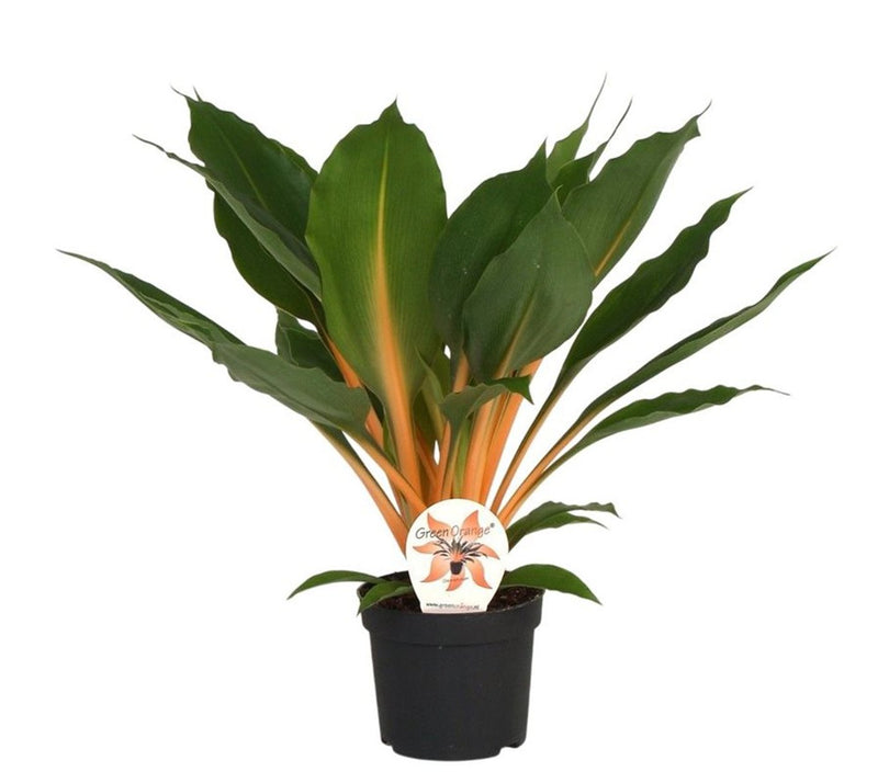 Orange Spider Plant | Chlorophytum 'Green Orange' (12 cm Pot) — supplier photograph